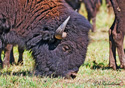 Bison bison